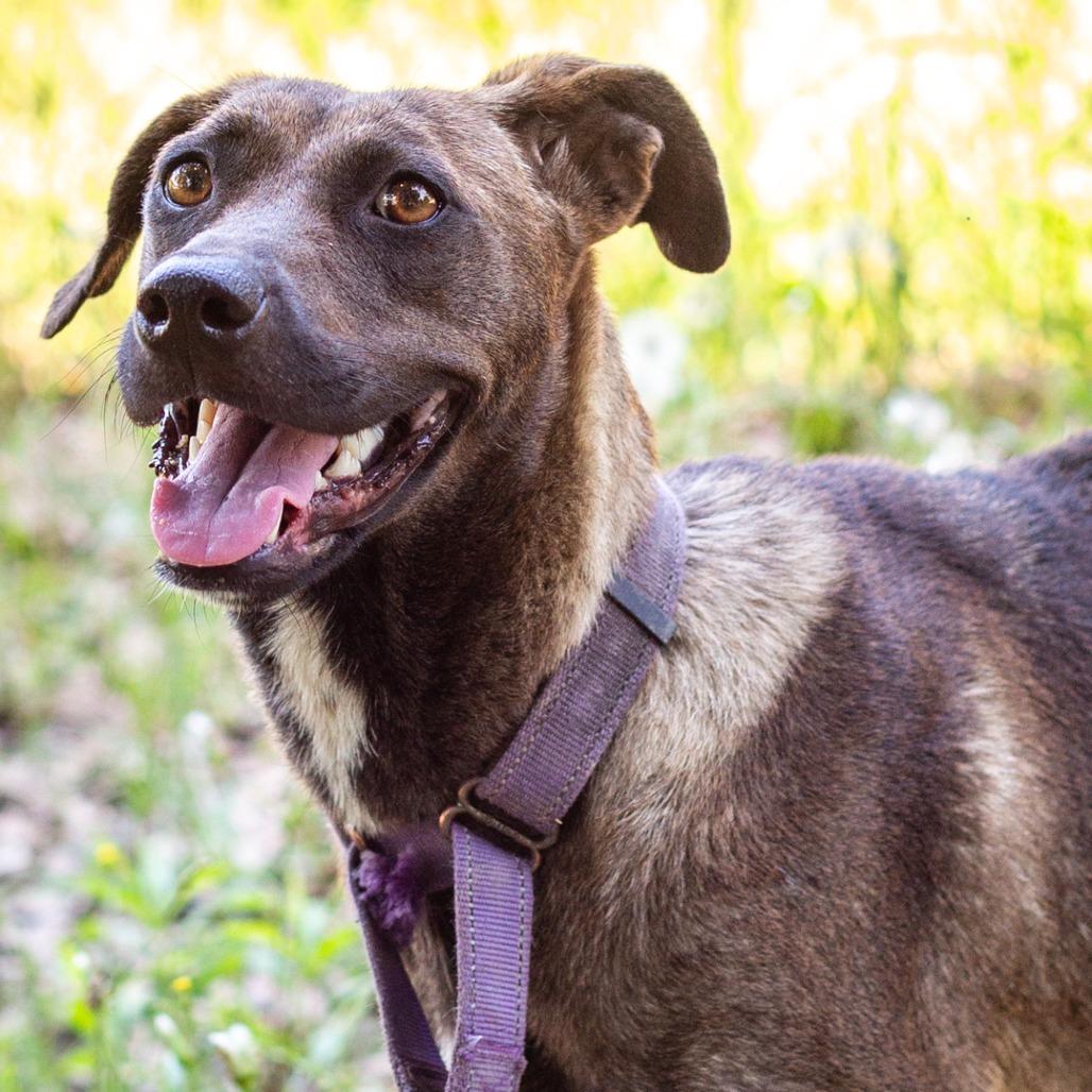 Emu, a Adoptable mixed breed in Hattiesburg, MS image 3/5