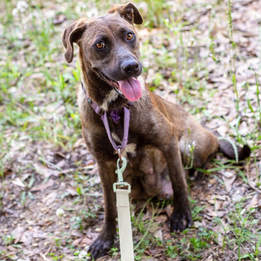 Emu, a Adoptable mixed breed in Hattiesburg, MS image 4/5