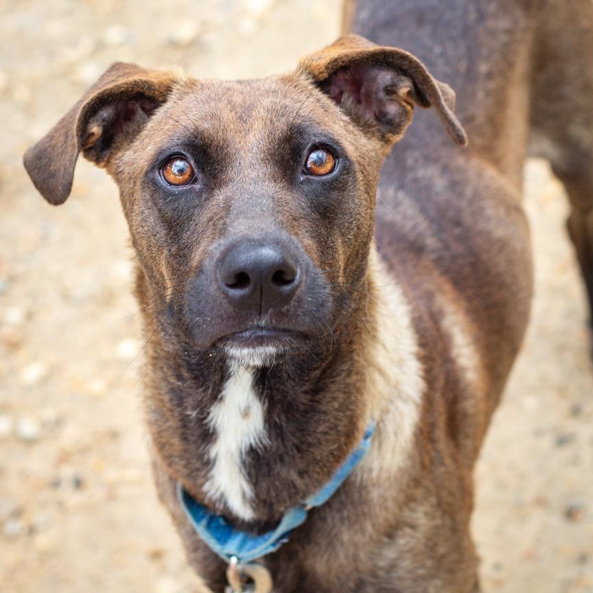 Emu, a Adoptable mixed breed in Hattiesburg, MS image 5/5