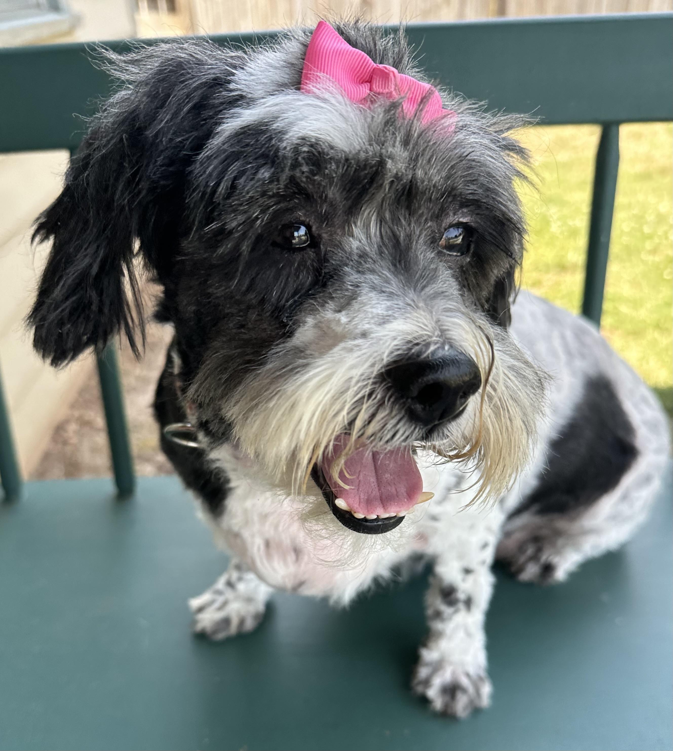 Edith, a ADOPTABLE mixed breed in Lawrenceville, GA image 2/5