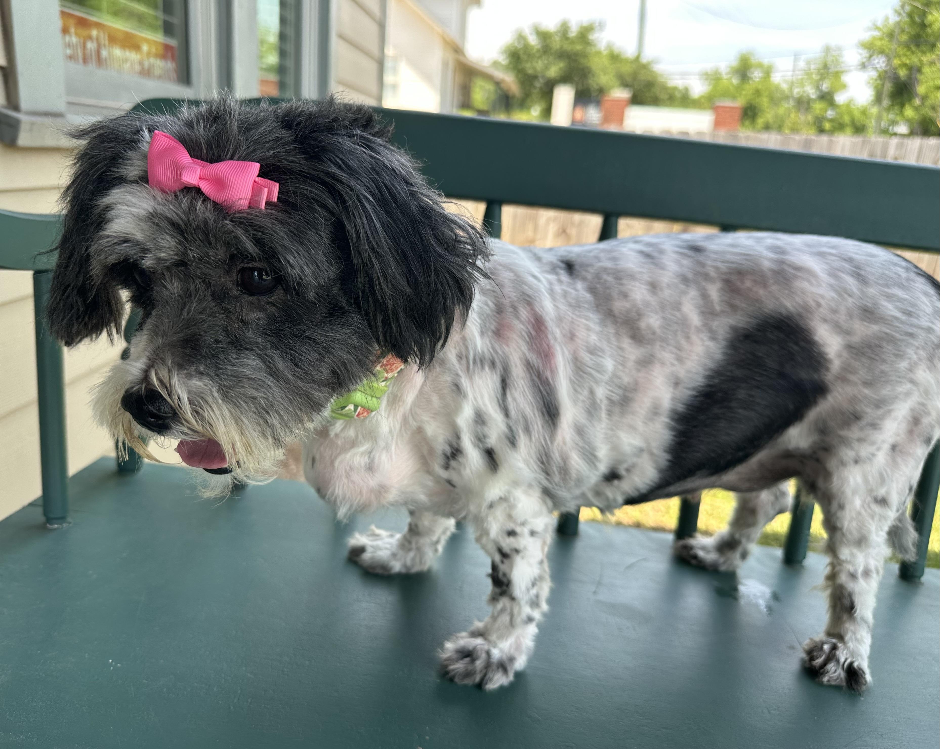Edith, a ADOPTABLE mixed breed in Lawrenceville, GA image 3/5