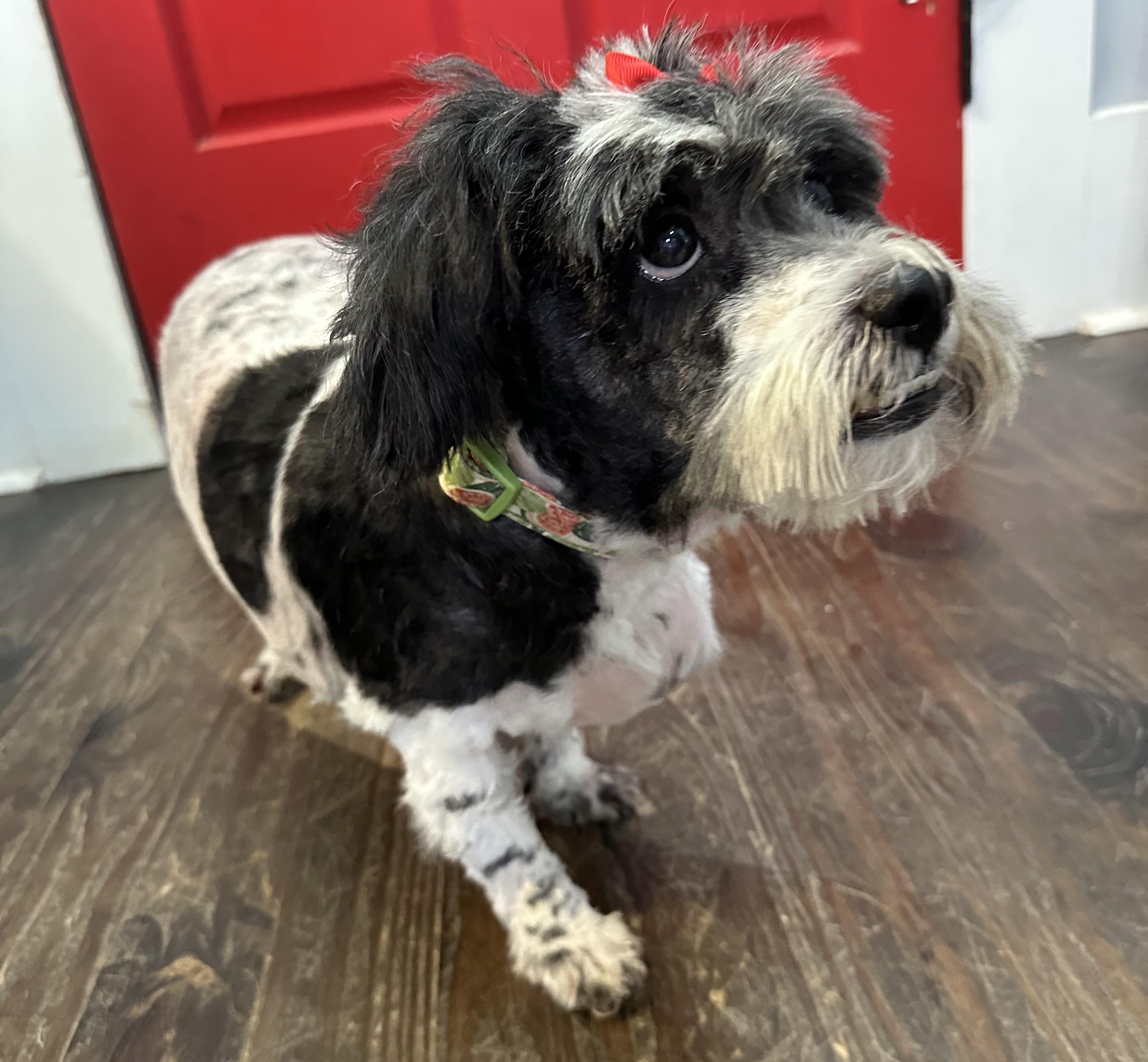 Edith, a ADOPTABLE mixed breed in Lawrenceville, GA image 5/5