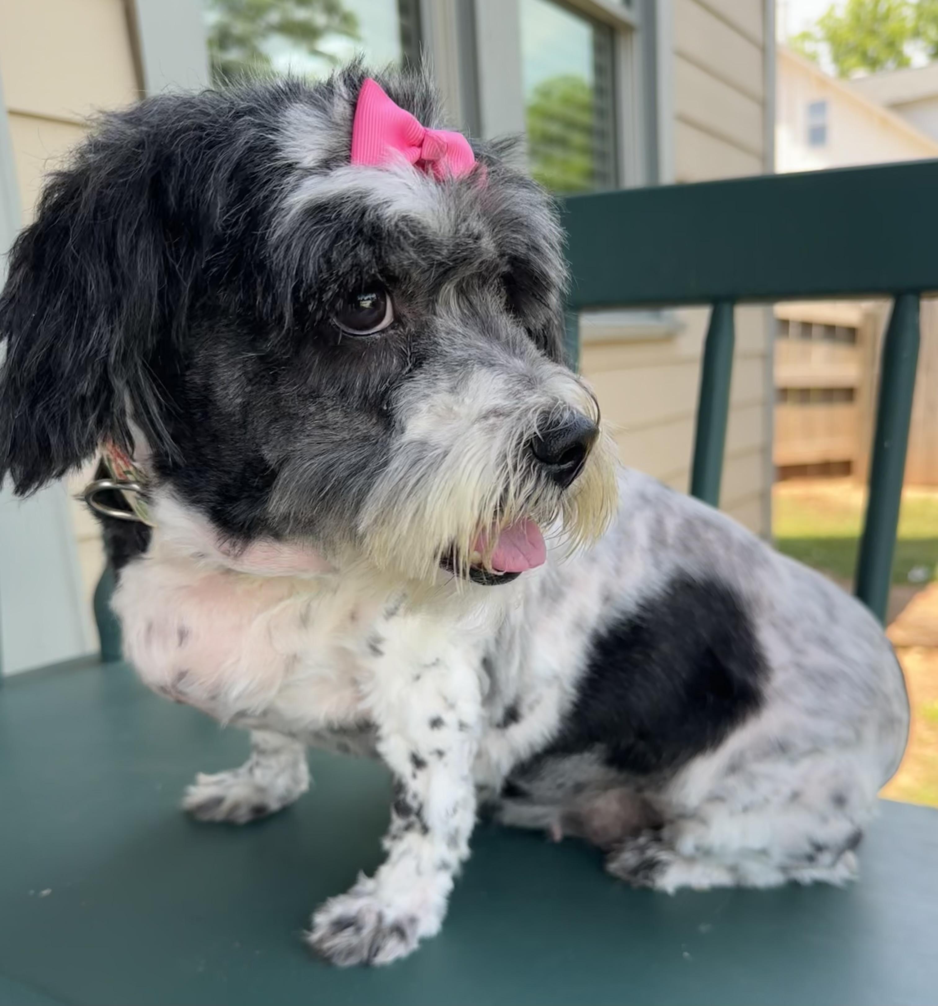 Edith, a ADOPTABLE mixed breed in Lawrenceville, GA image 4/5