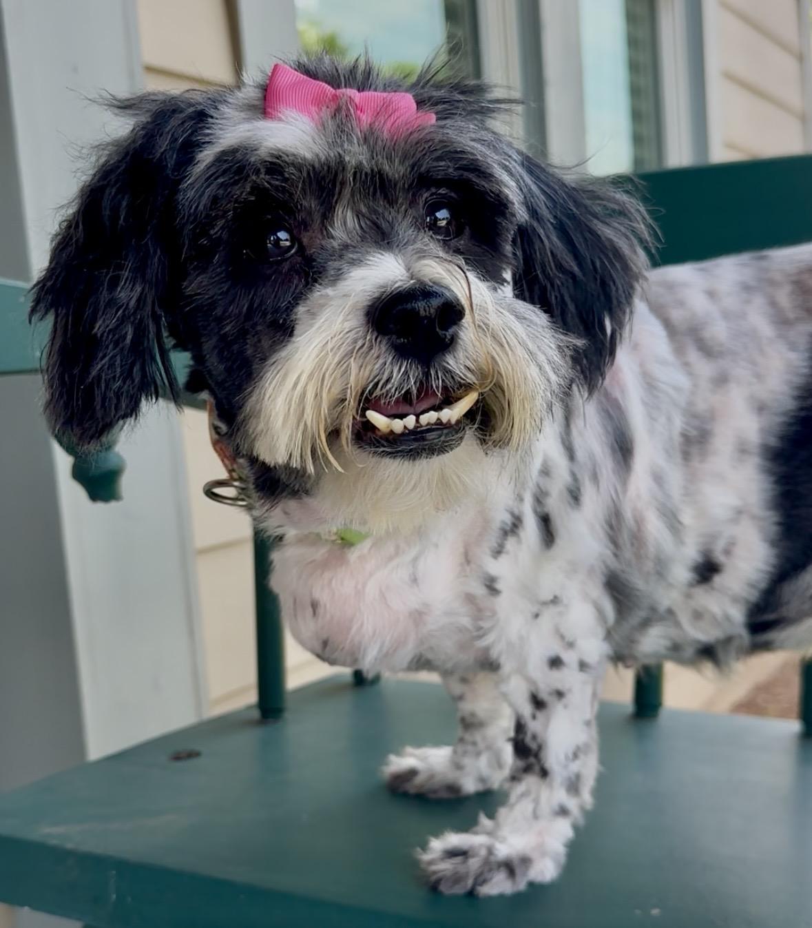 Edith, a ADOPTABLE mixed breed in Lawrenceville, GA image 1/5