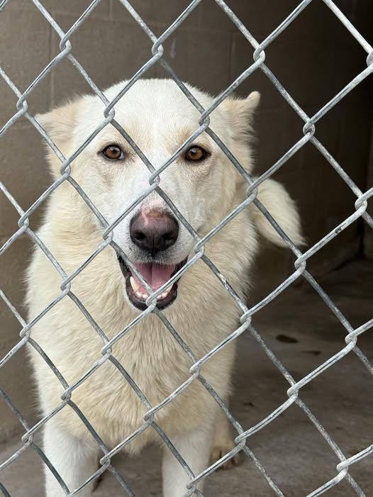 Lumi, Adoptable, Young Female Husky.