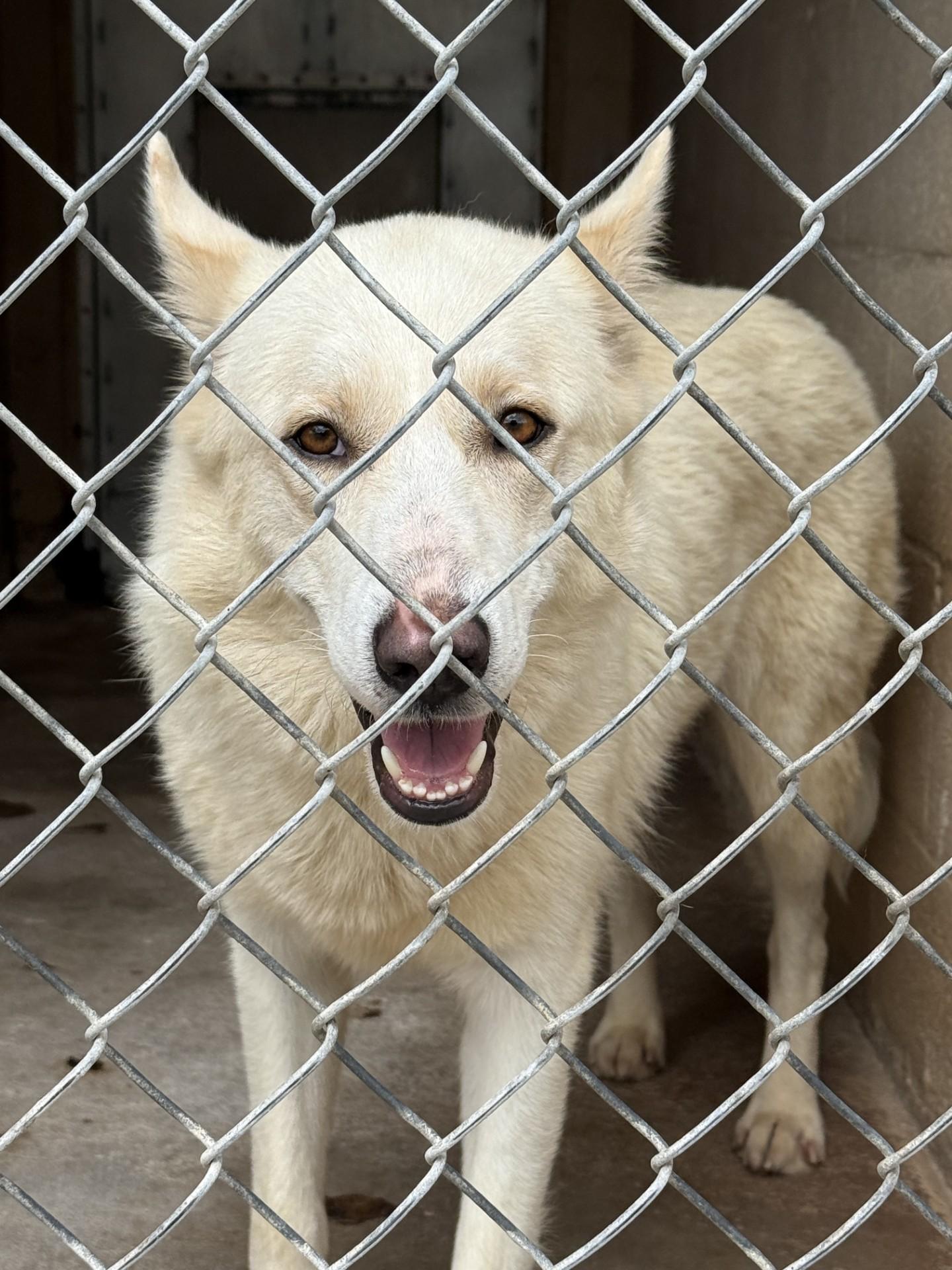 Enlarge Lumi, a Adoptable Husky in Blue Springs, MO image 2/2