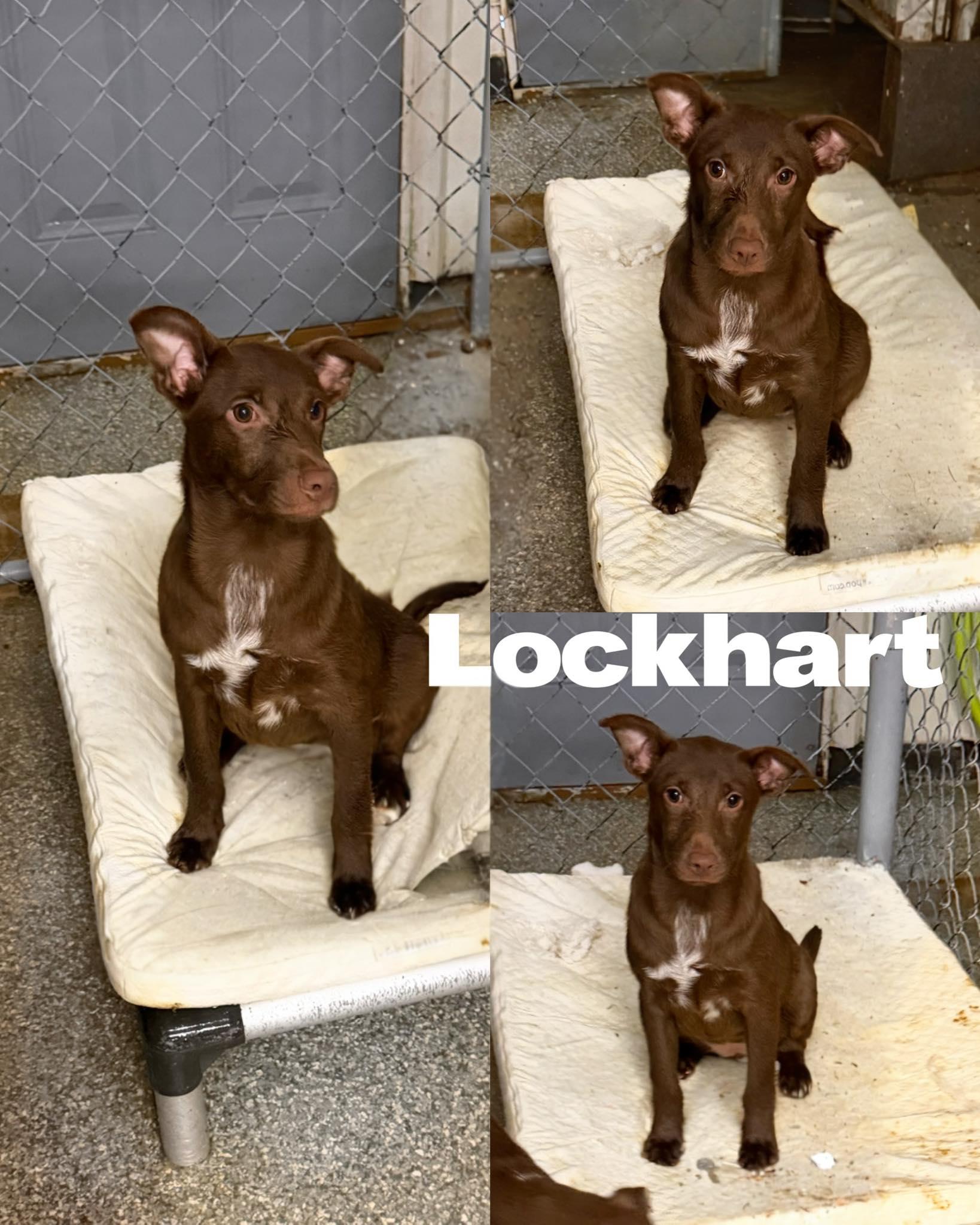 Lockhart, Adoptable, Young Female Collie.