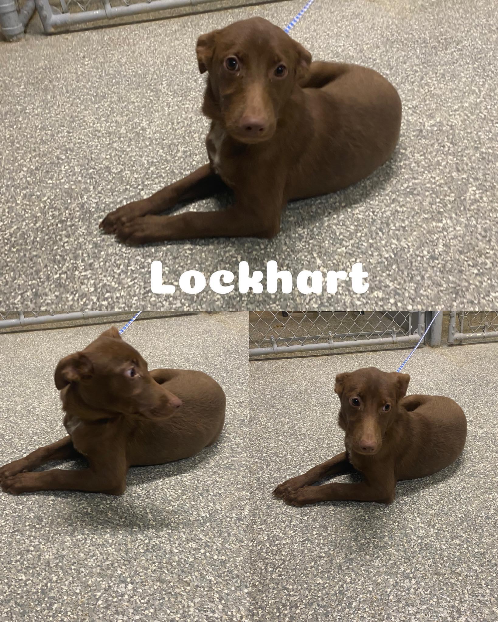 Lockhart, Adoptable, Young Female Collie.