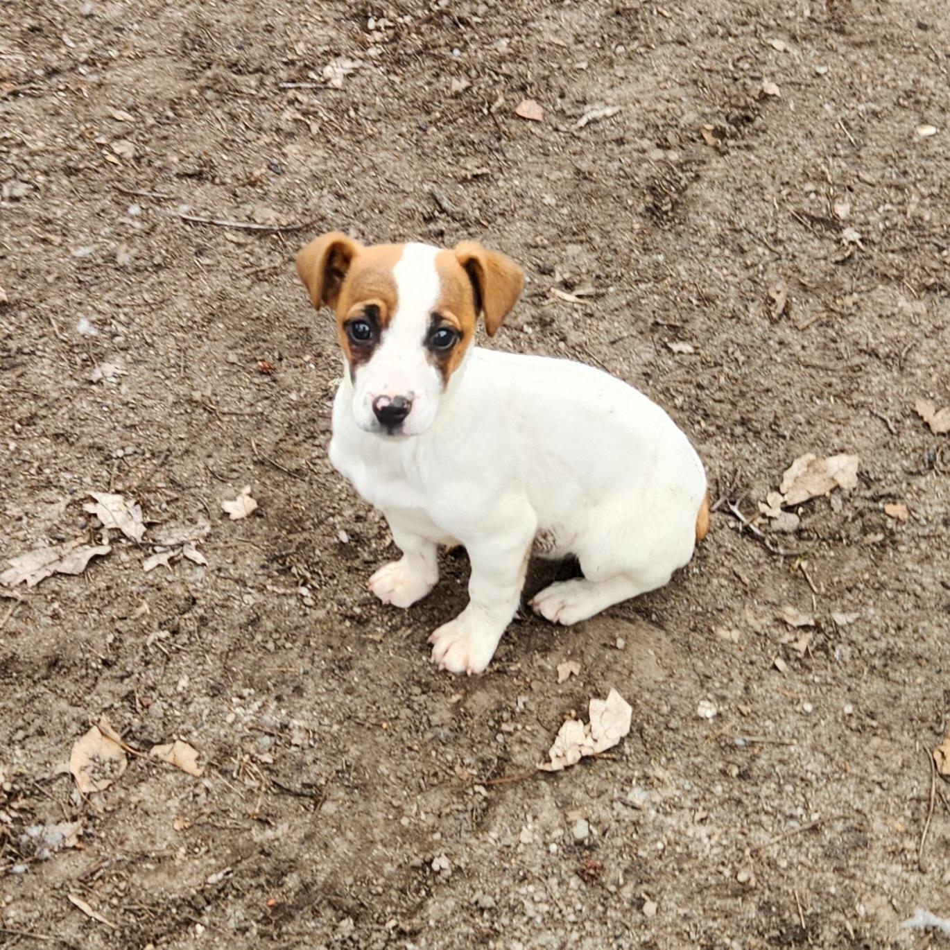 Enlarge Jada, an adopted Jack Russell Terrier in Liberty Center, OH image 3/6