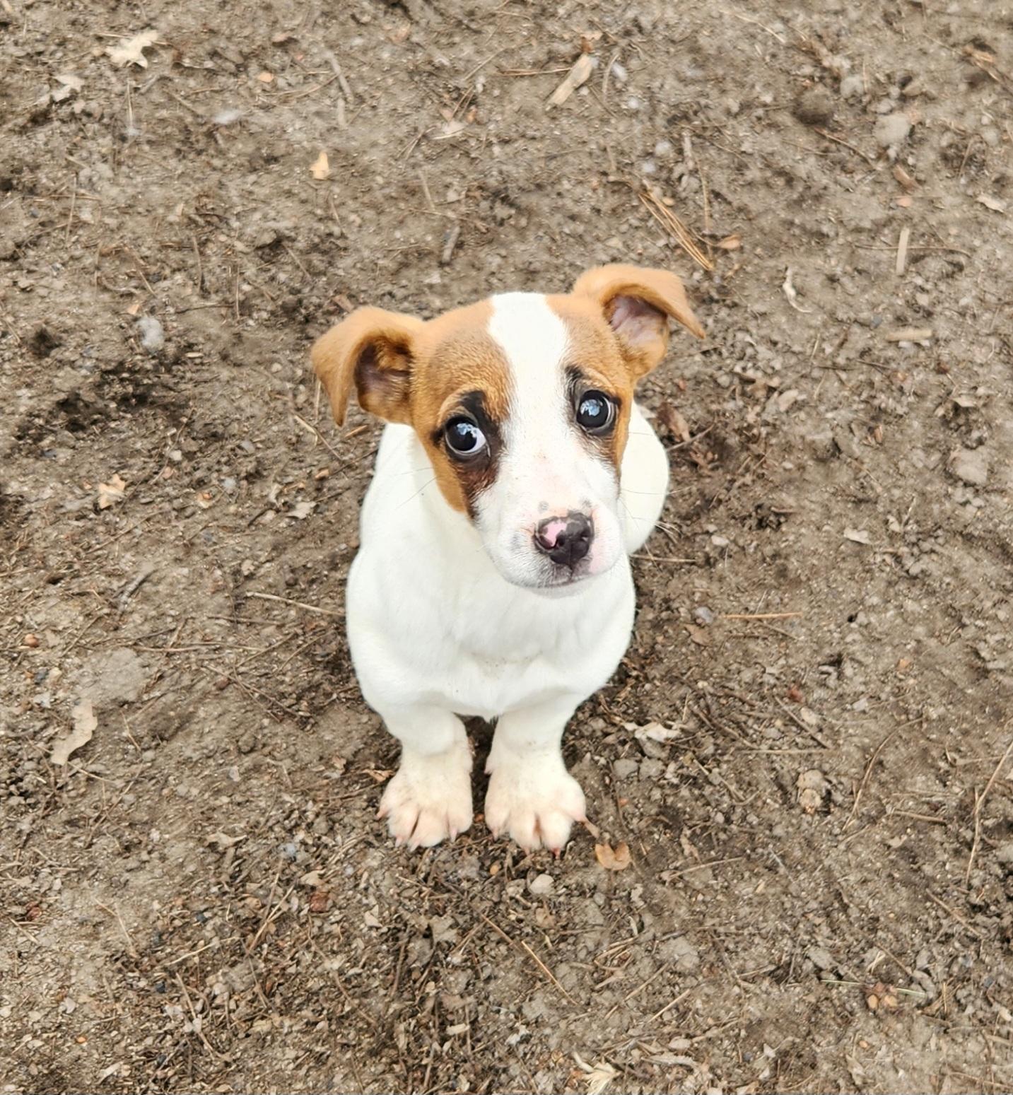 Jada, adopted, Puppy Female Jack Russell Terrier.