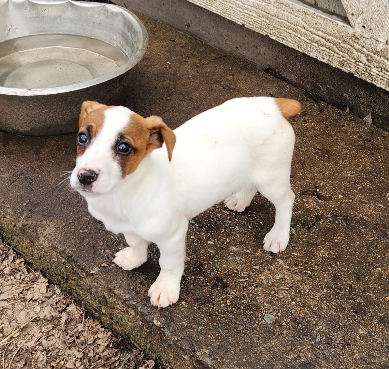 Enlarge Jada, an adopted Jack Russell Terrier in Liberty Center, OH image 2/6
