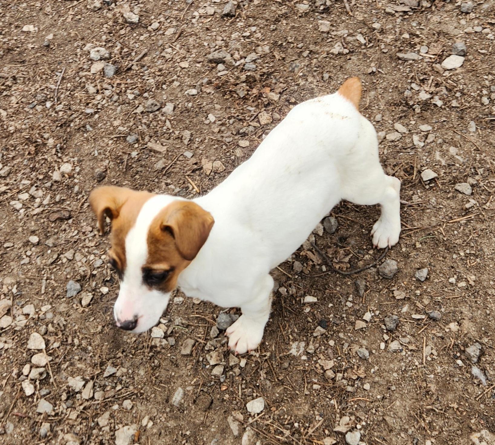 Enlarge Jada, an adopted Jack Russell Terrier in Liberty Center, OH image 5/6
