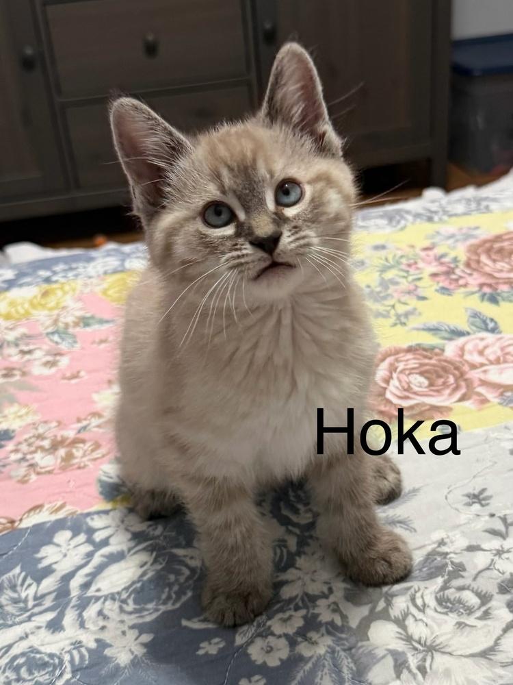 Hoka