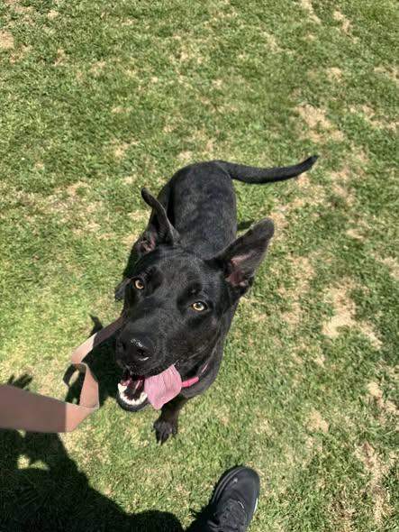 Enlarge Pepper -- URGENT -- LONGTIME RESIDENT, a ADOPTABLE mixed breed in Thousand Oaks, CA image 4/6