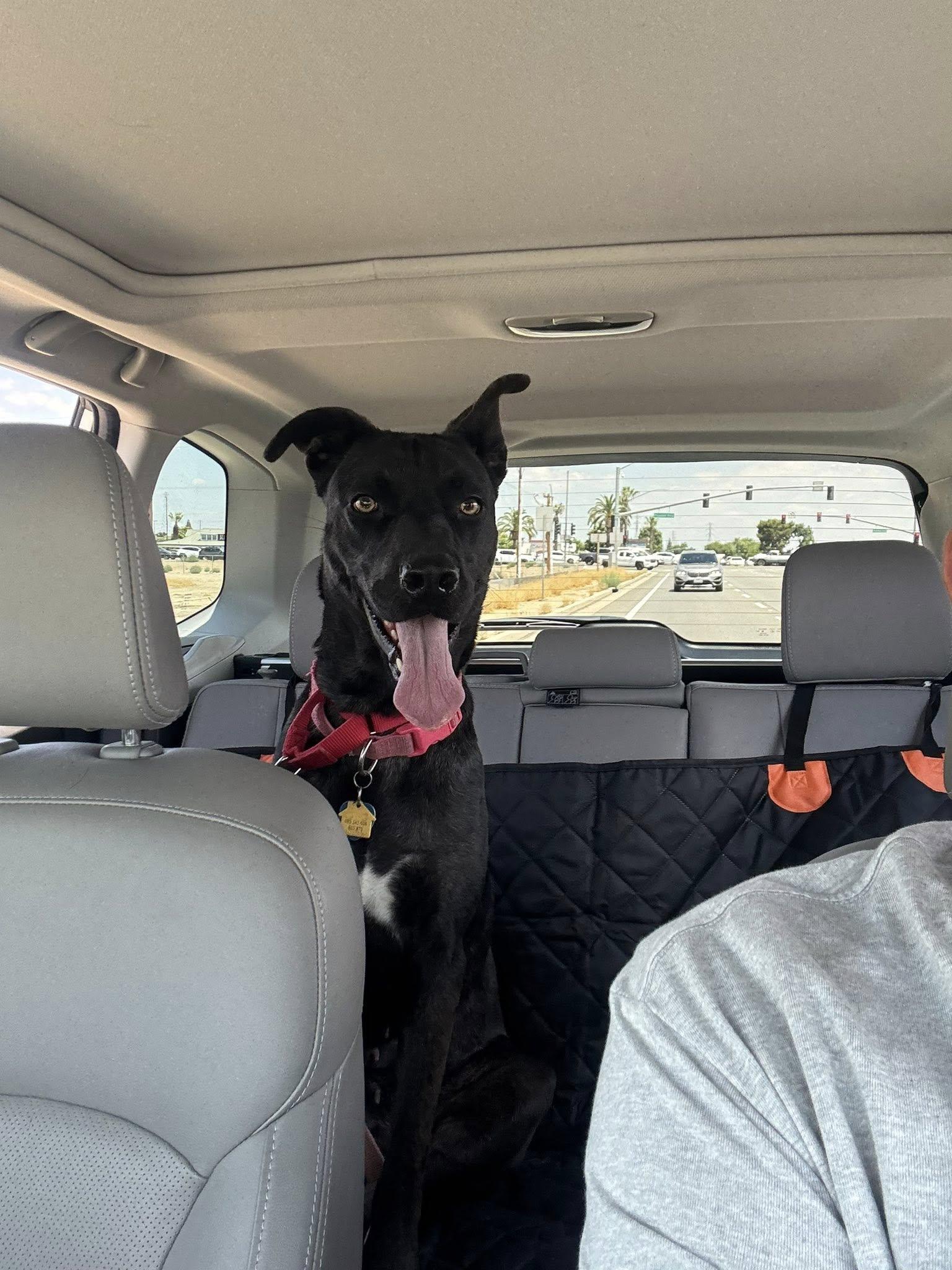 Enlarge Pepper -- URGENT -- LONGTIME RESIDENT, a ADOPTABLE mixed breed in Thousand Oaks, CA image 5/6