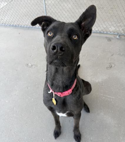 Enlarge Pepper -- URGENT -- LONGTIME RESIDENT, a ADOPTABLE mixed breed in Thousand Oaks, CA image 3/6