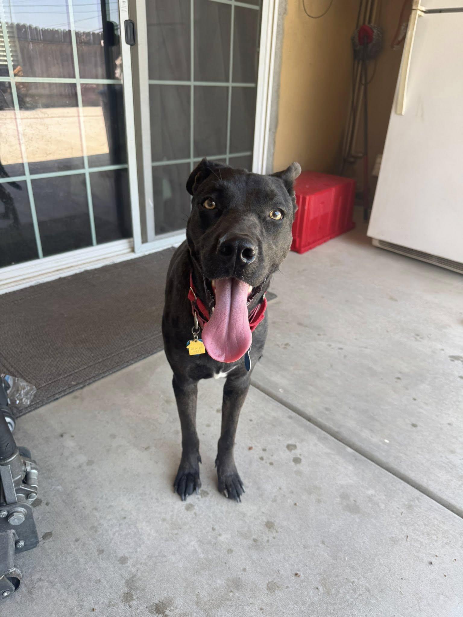 Enlarge Pepper -- URGENT -- LONGTIME RESIDENT, a ADOPTABLE mixed breed in Thousand Oaks, CA image 6/6