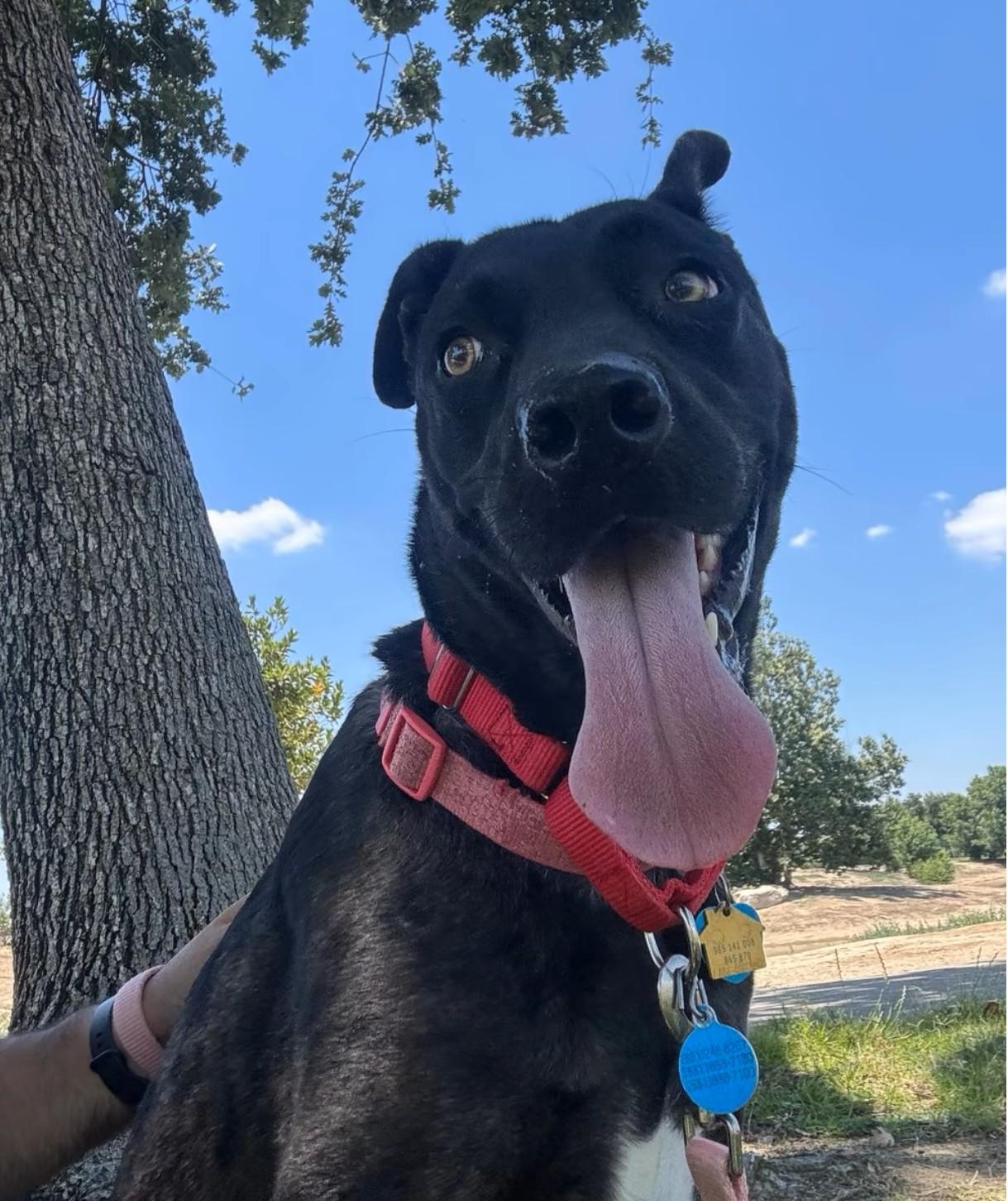 Enlarge Pepper -- URGENT -- LONGTIME RESIDENT, a ADOPTABLE mixed breed in Thousand Oaks, CA image 2/6