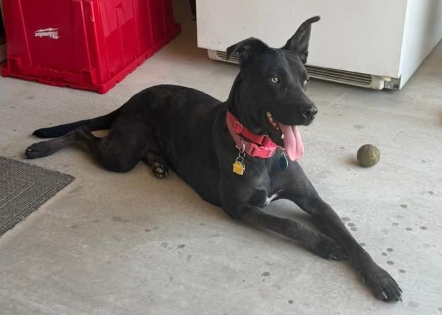 Pepper -- URGENT -- LONGTIME RESIDENT, ADOPTABLE, Young Female Shepherd.