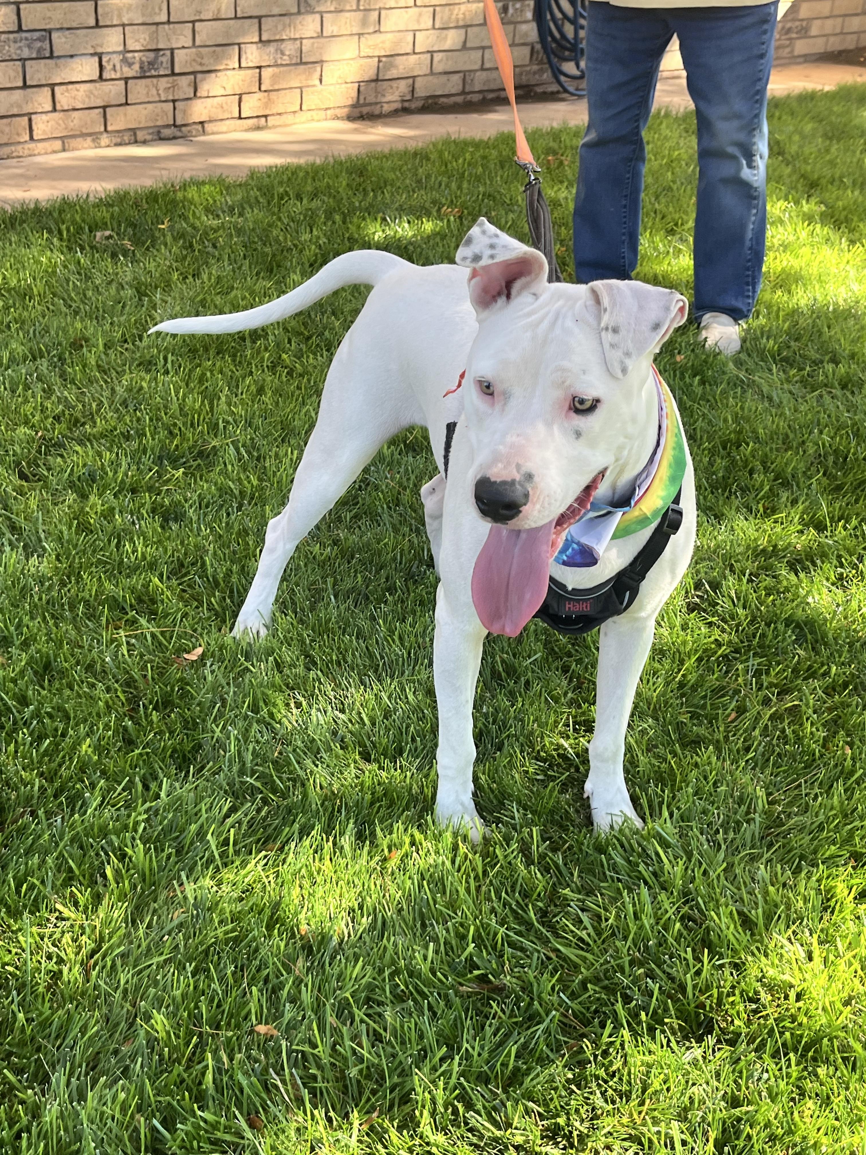WHISPER, a Adoptable American Staffordshire Terrier in Burlington, VT image 5/6