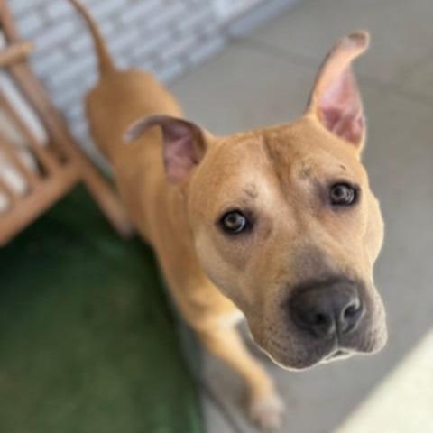 Honey, Adoptable, Adult Female Mixed Breed.