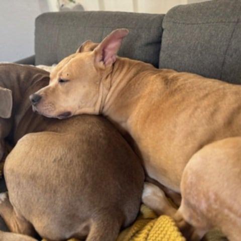 Enlarge Honey, a Adoptable Mixed Breed in Las Cruces, NM image 2/6