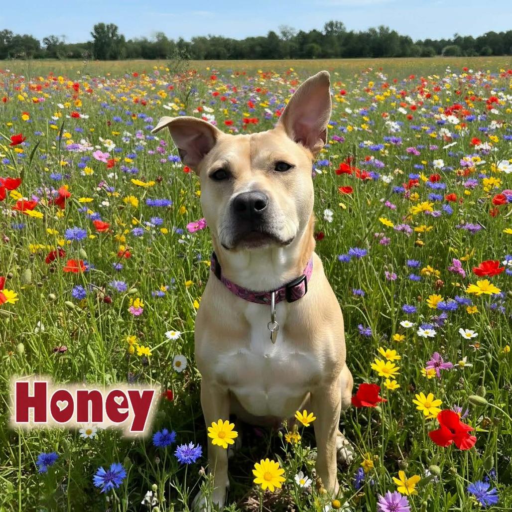 Enlarge Honey, a Adoptable Mixed Breed in Las Cruces, NM image 3/6