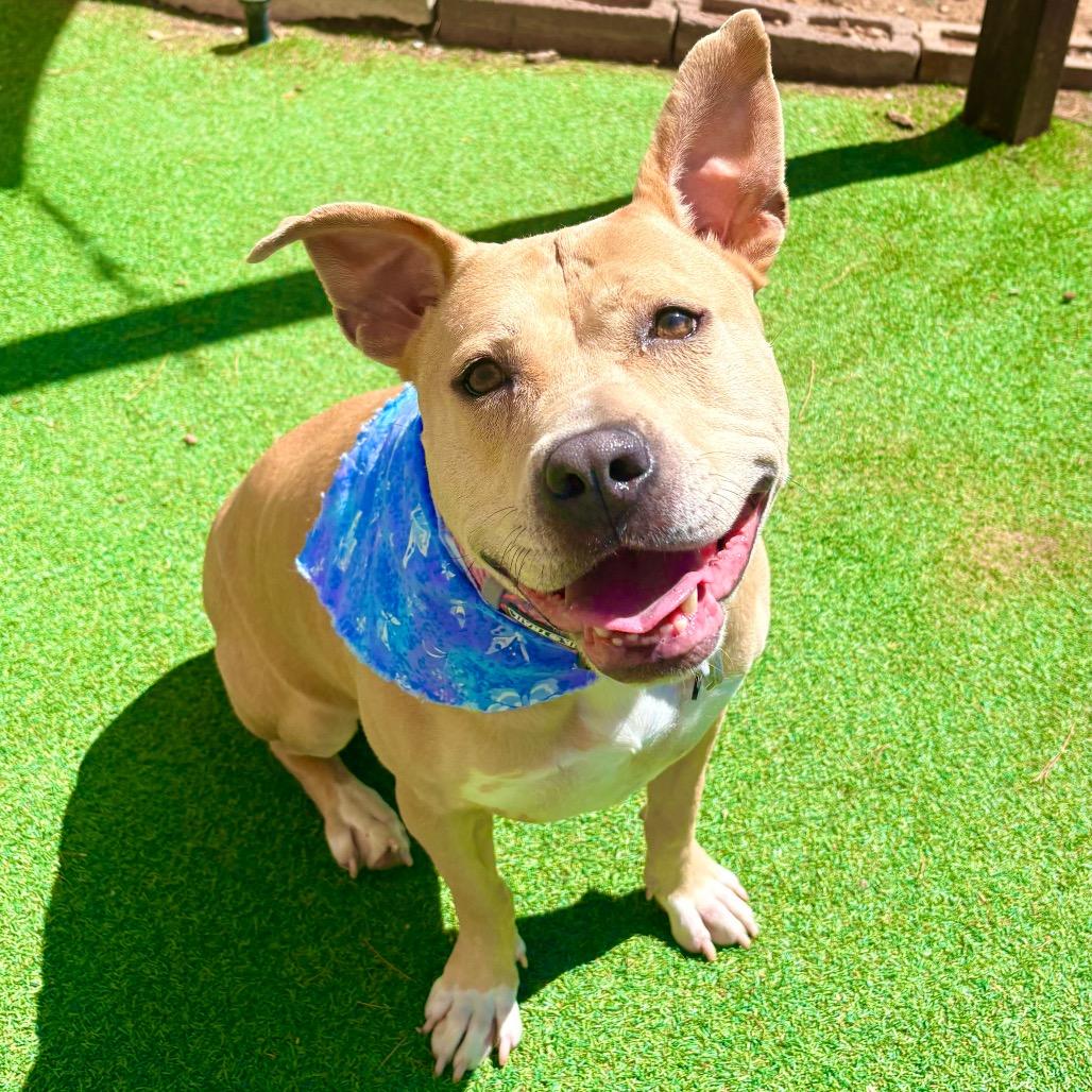Enlarge Honey - PAWS, a Adoptable Mixed Breed in Las Cruces, NM image 3/6
