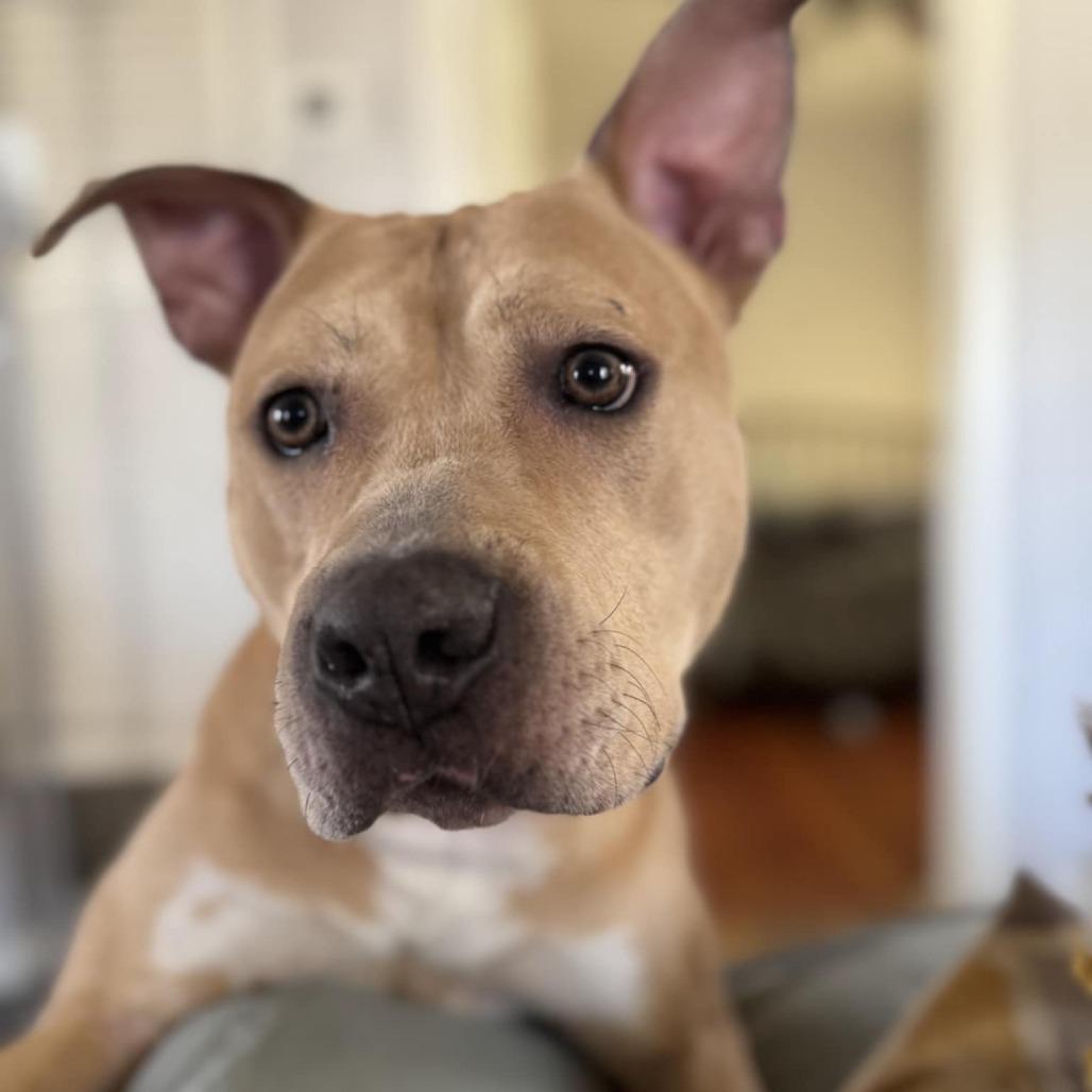 Enlarge Honey, a Adoptable Mixed Breed in Las Cruces, NM image 3/6