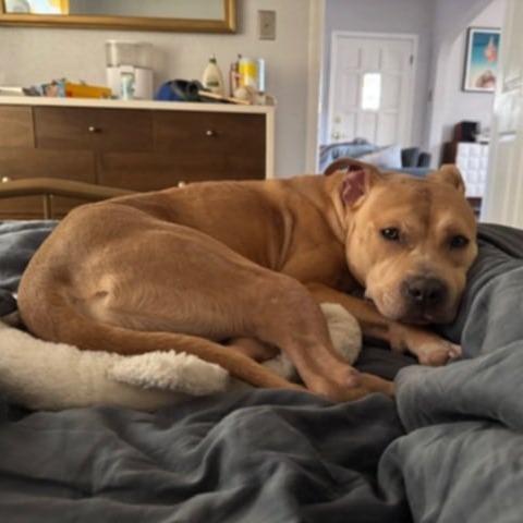 Enlarge Honey, a Adoptable Mixed Breed in Las Cruces, NM image 5/6