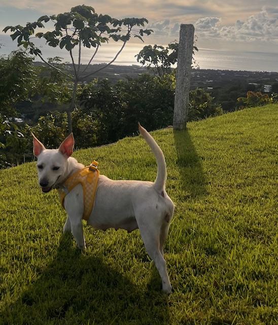 Enlarge Blanquita (aka Blanca), a Adoptable mixed breed in Seattle, WA image 1/6