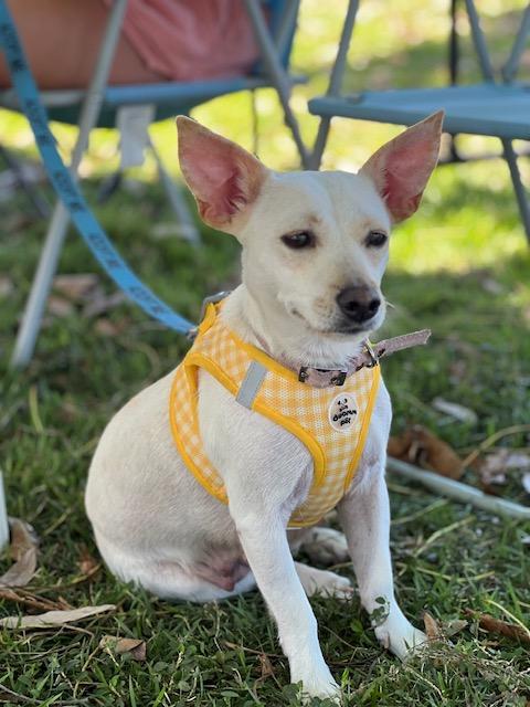 Enlarge Blanquita (aka Blanca), a Adoptable mixed breed in Seattle, WA image 3/6