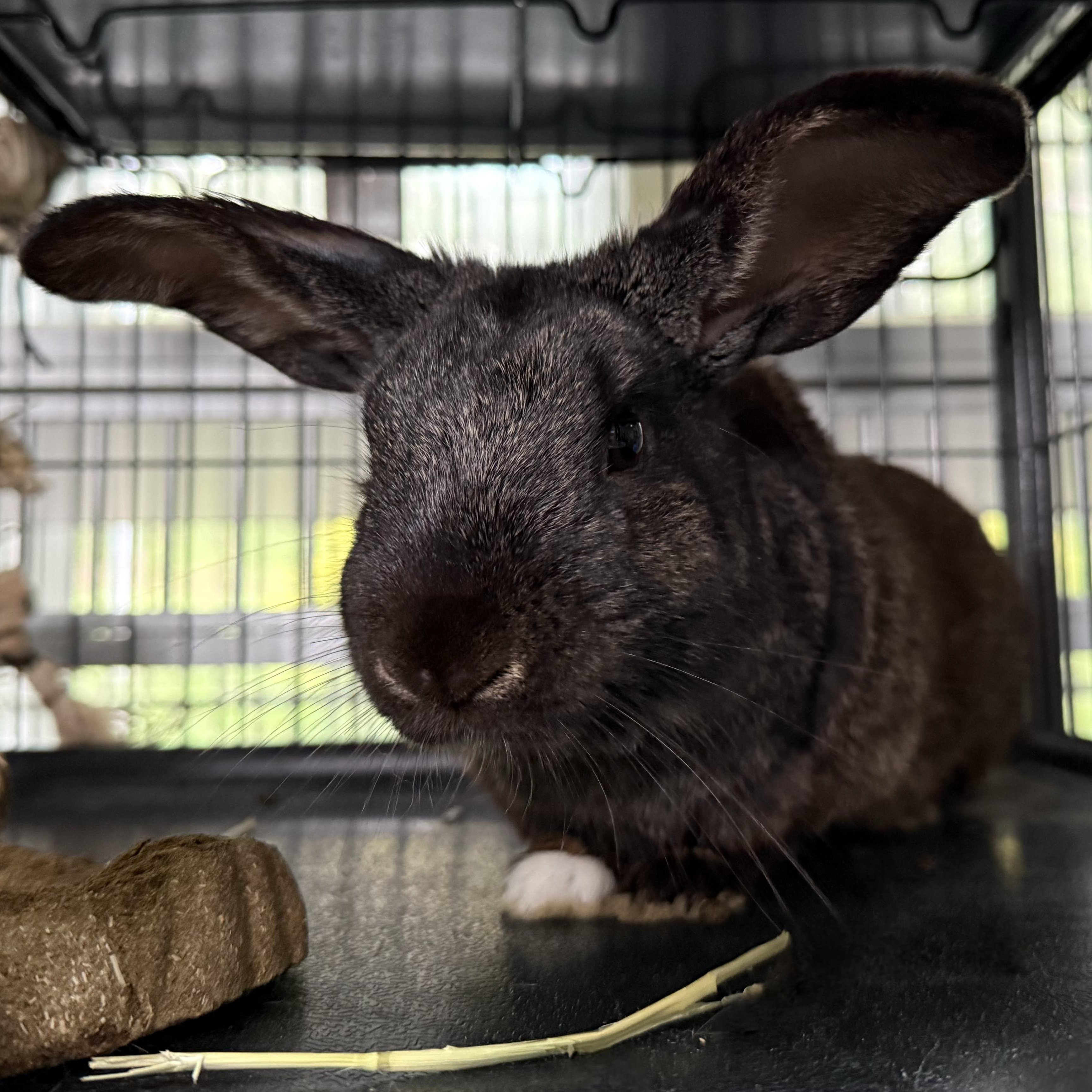 Beau, adopted, Adult Male Bunny Rabbit.
