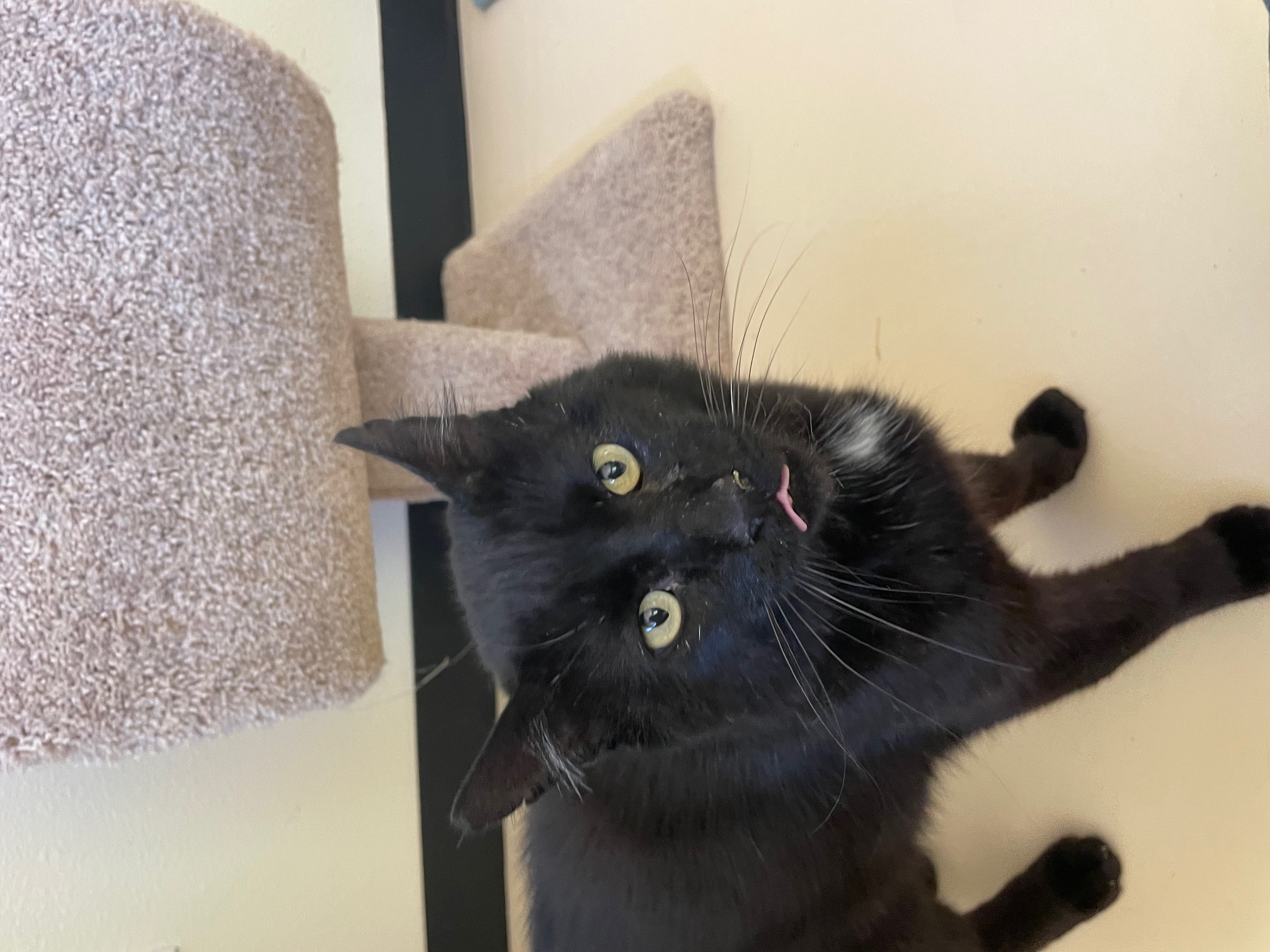 Theo, a Adoptable Domestic Short Hair in Jacksonville, OR image 2/4