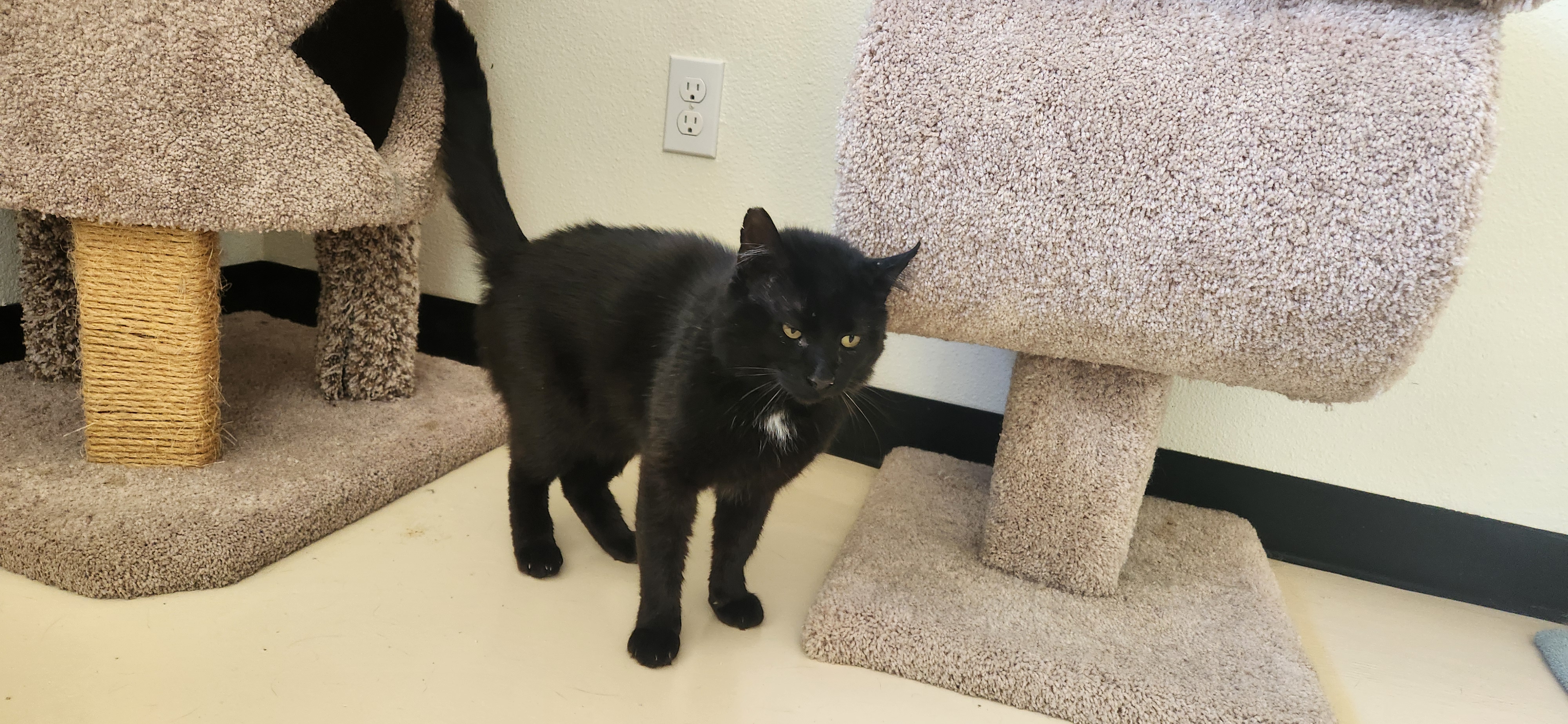 Theo, a Adoptable Domestic Short Hair in Jacksonville, OR image 3/4