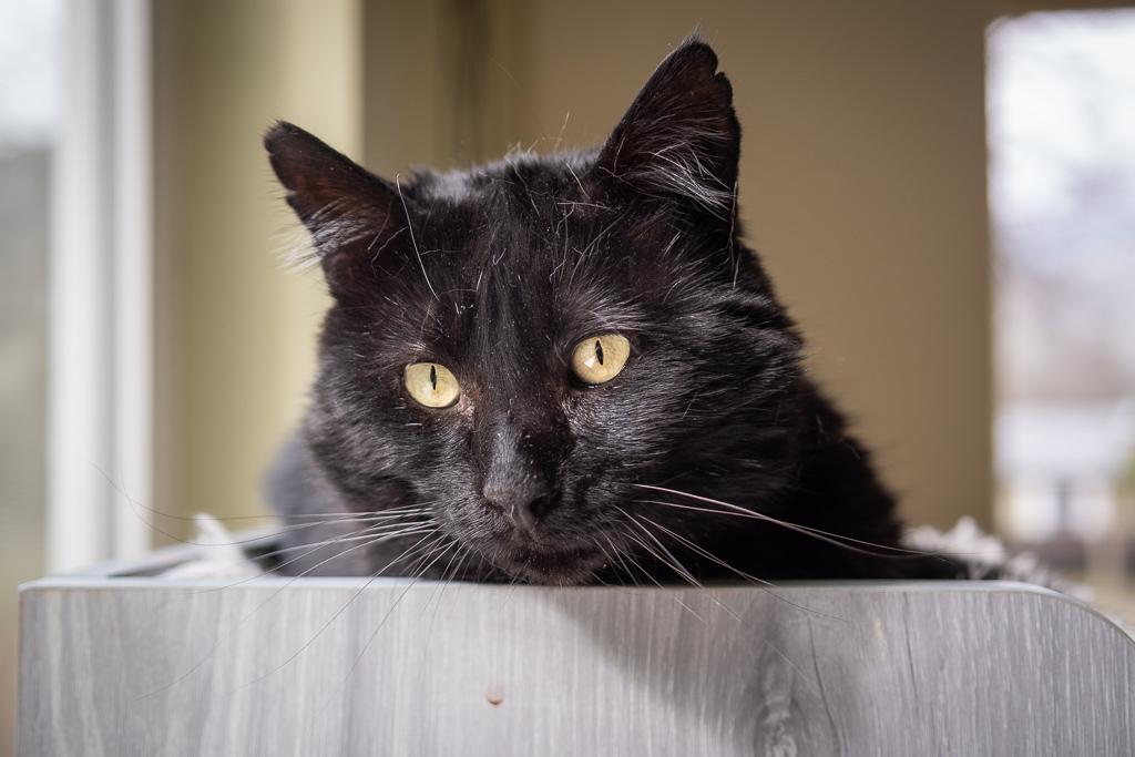 Theo, a Adoptable Domestic Short Hair in Jacksonville, OR image 1/4