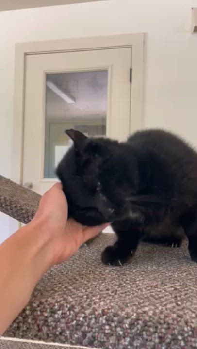 Enlarge Theo, a Adoptable Domestic Short Hair in Jacksonville, OR video 4/4