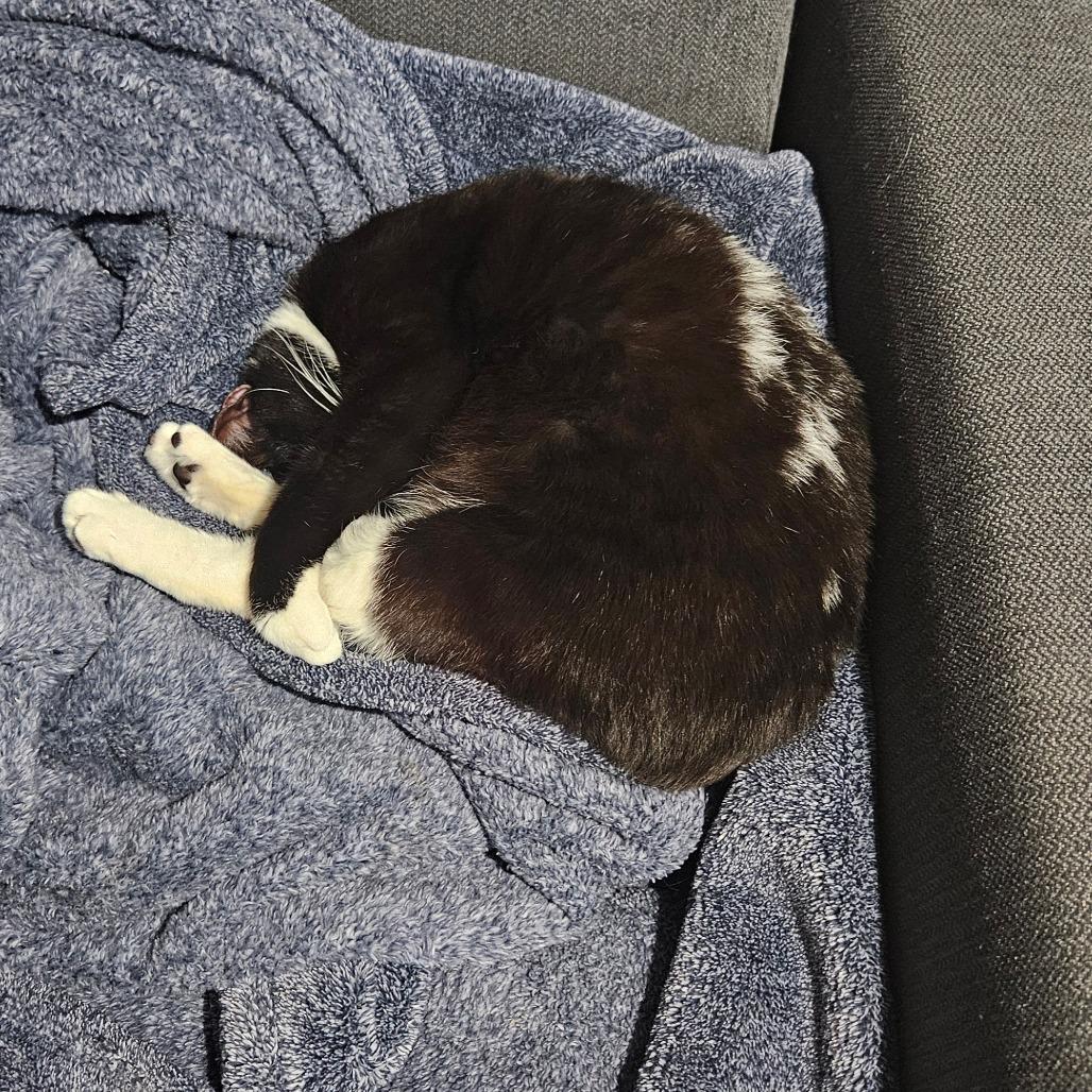 Millie, Adoptable, Adult Female Domestic Short Hair.