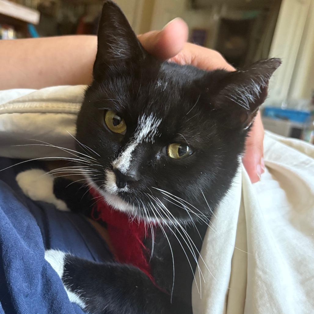 Enlarge Millie, a Adoptable Domestic Short Hair in Philadelphia, PA image 1/6