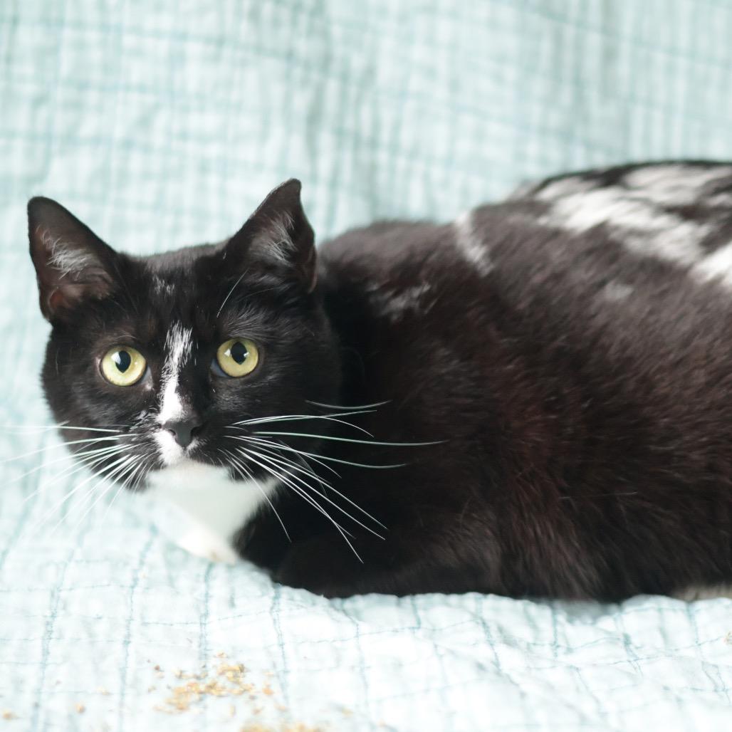 Millie, a Adoptable Domestic Short Hair in Philadelphia, PA image 2/6