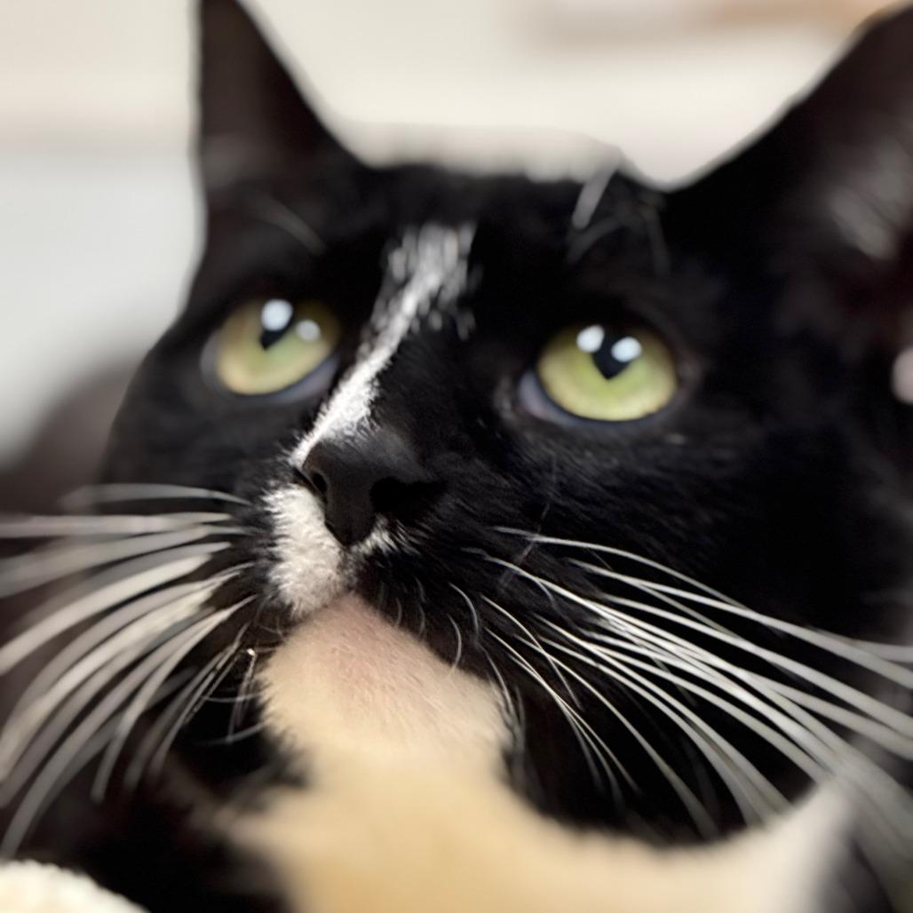 Enlarge Millie, a Adoptable Domestic Short Hair in Philadelphia, PA image 2/6