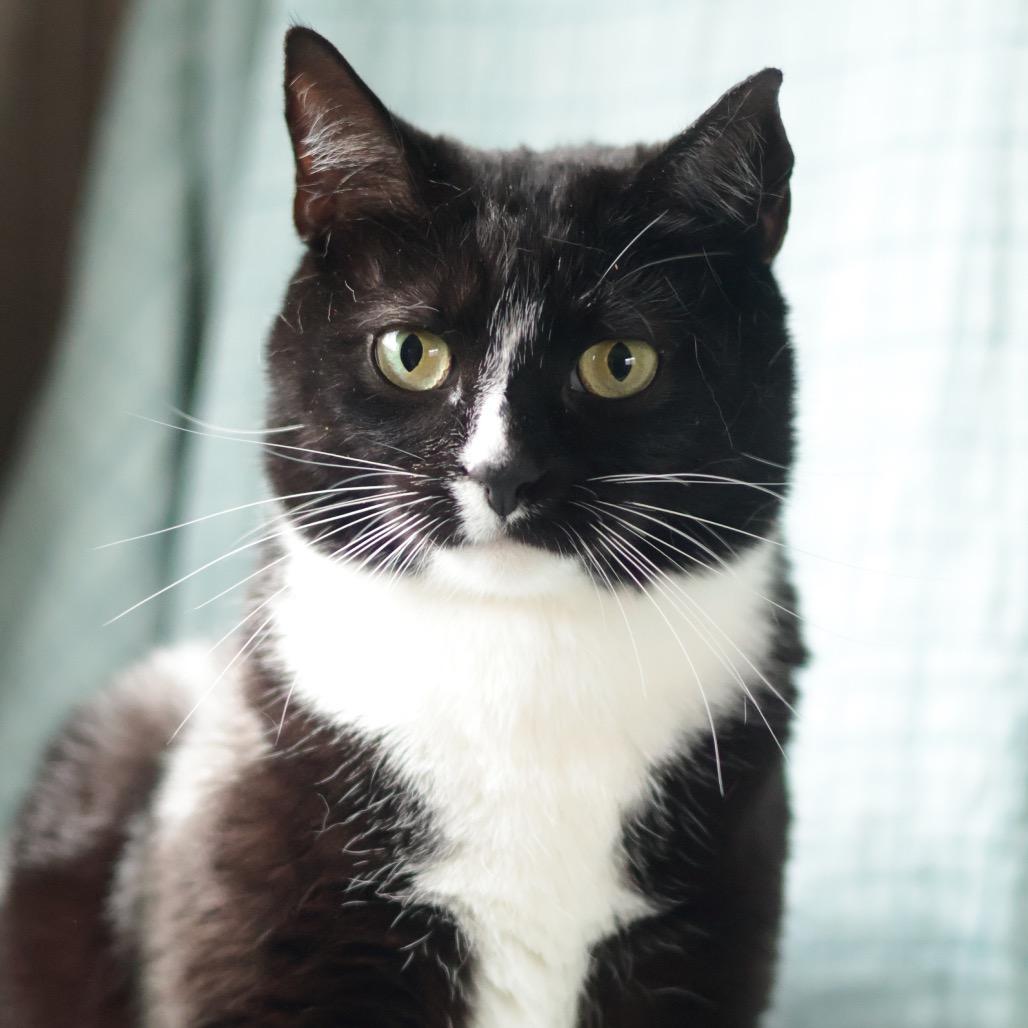 Millie, a Adoptable Domestic Short Hair in Philadelphia, PA image 3/6