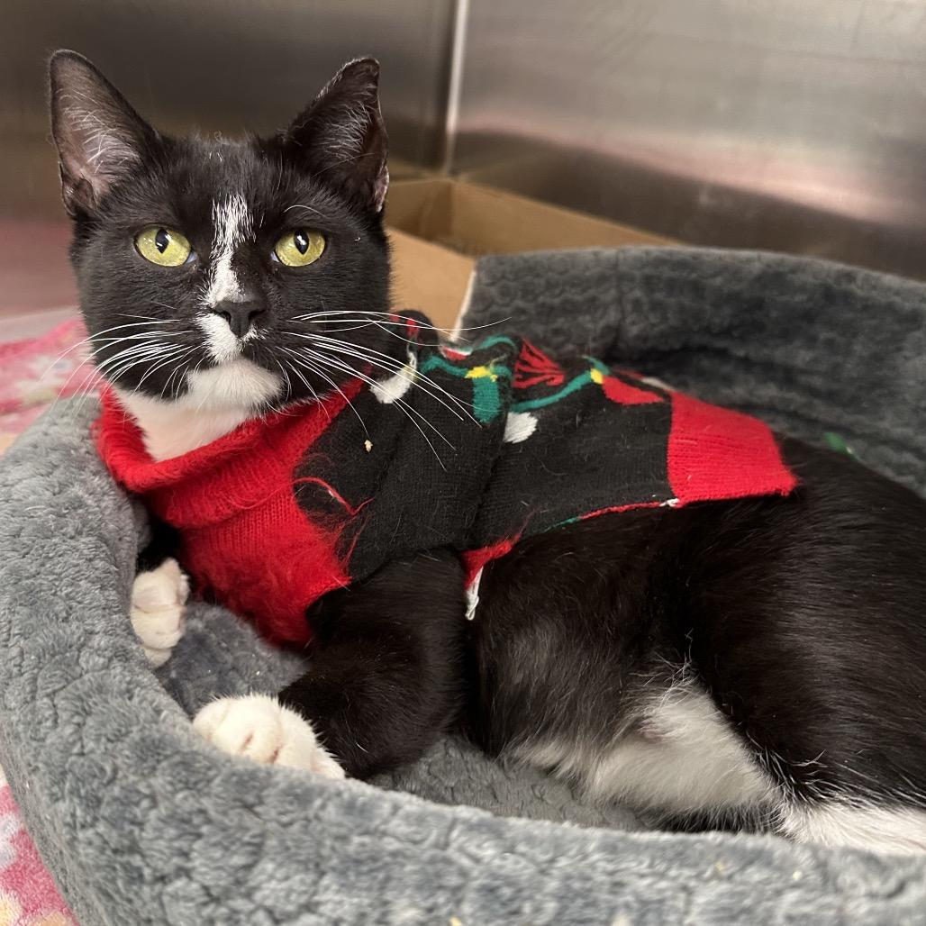 Enlarge Millie, a Adoptable Domestic Short Hair in Philadelphia, PA image 3/6