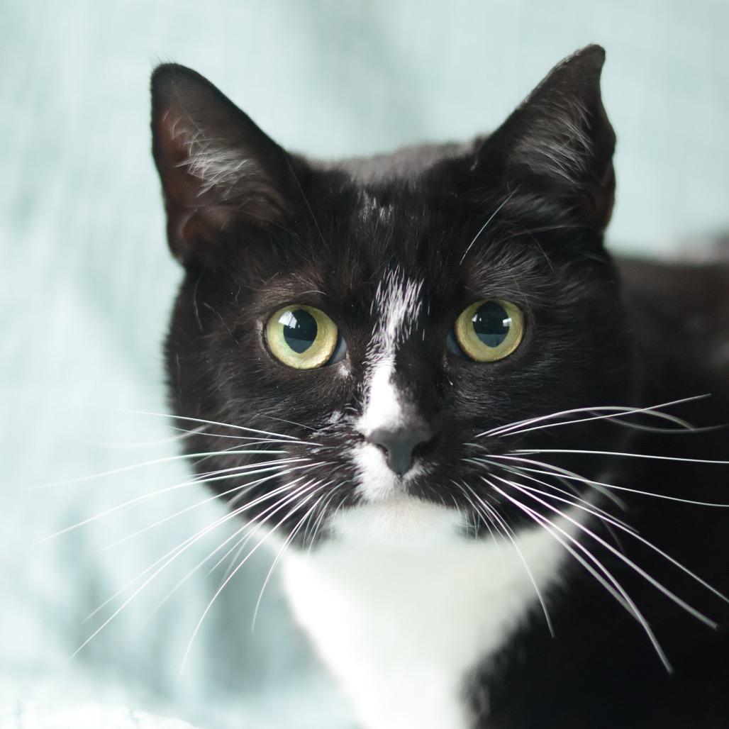 Millie, a Adoptable Domestic Short Hair in Philadelphia, PA image 4/6