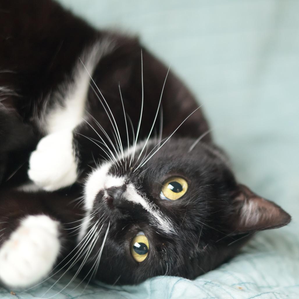 Millie, a Adoptable Domestic Short Hair in Philadelphia, PA image 6/6