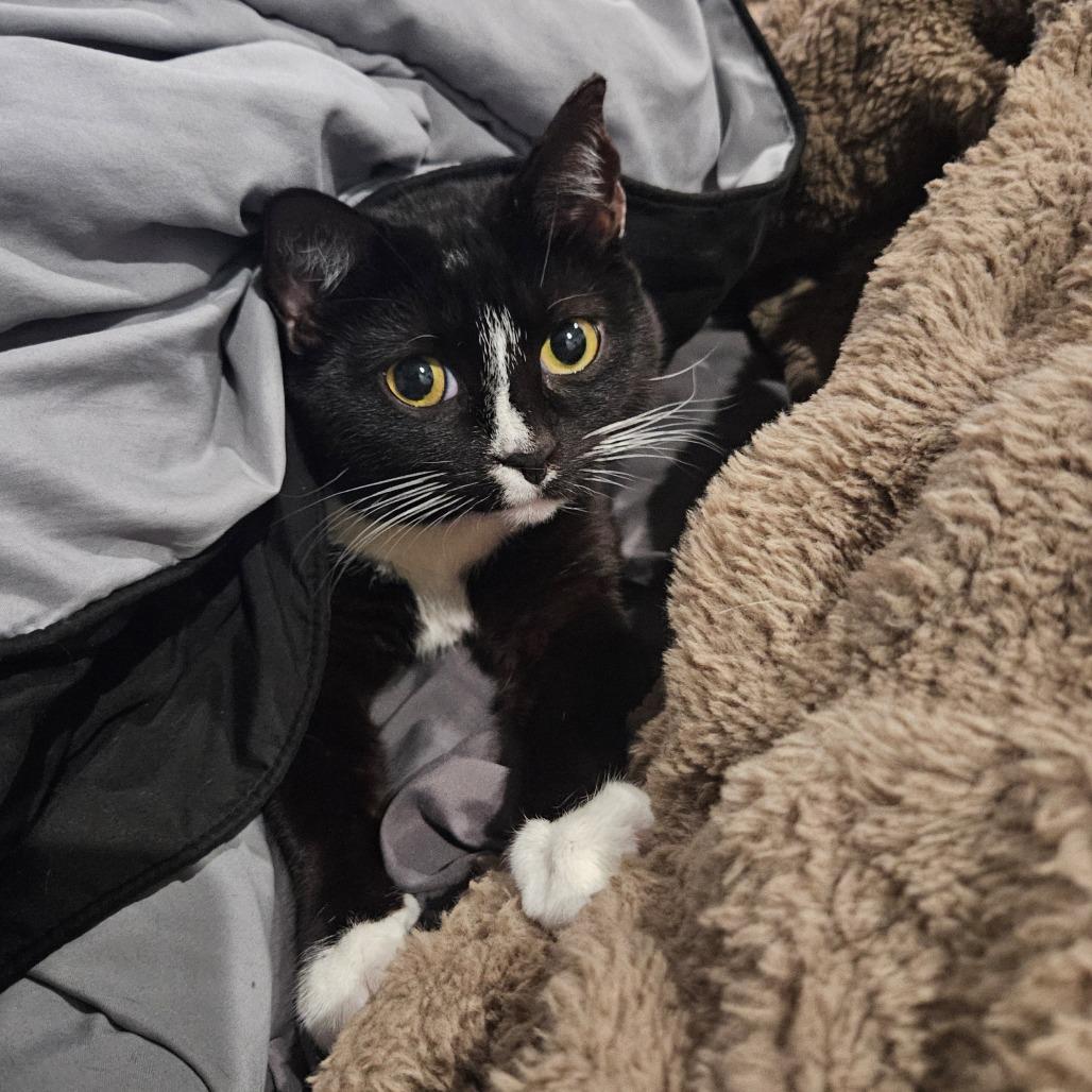 Enlarge Millie, a Adoptable Domestic Short Hair in Philadelphia, PA image 5/6