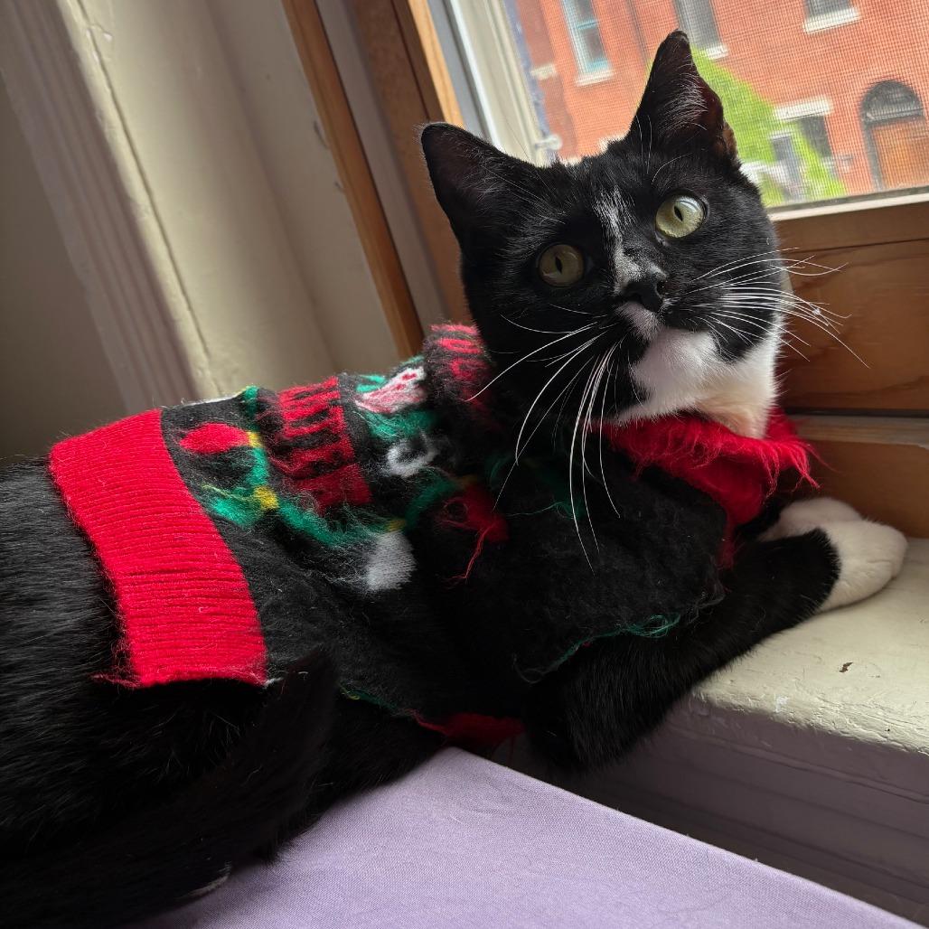 Enlarge Millie, a Adoptable Domestic Short Hair in Philadelphia, PA image 6/6