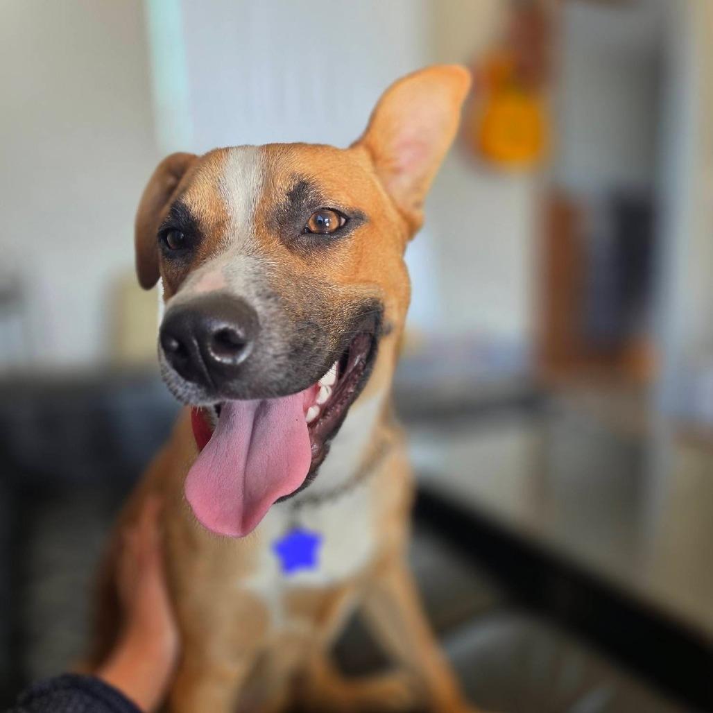 Jeff, Adoptable, Young Male Mixed Breed.