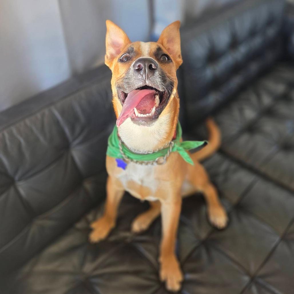 Jeff, a Adoptable Mixed Breed in San Francisco, CA image 3/6