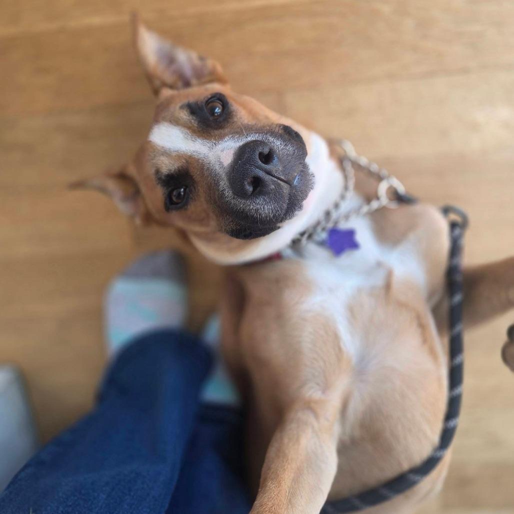 Jeff, a Adoptable Mixed Breed in San Francisco, CA image 4/6